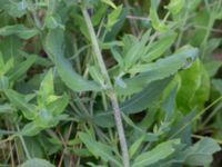 Salvia nemorosa Åkerlund och Rausings väg, Lund, Skåne, Sweden 20170727_0018