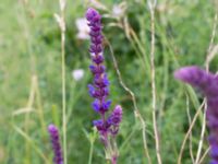 Salvia nemorosa Ledningscentralen, Lernacken, Malmö, Skåne, Sweden 20160617_0014