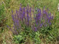 Salvia nemorosa Svanetorpsvägen, Åkarp, Lomma, Skåne, Sweden 20160625_0101