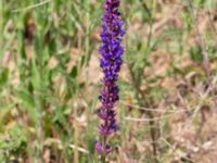 Salvia nemorosa Vanningen, Vellinge, Skåne, Sweden 20230610_0025