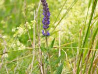 Salvia nemorosa Vanningen, Vellinge, Skåne, Sweden 20240616_0459