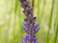 Salvia nemorosa Vanningen, Vellinge, Skåne, Sweden 20240616_0461