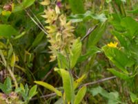 Salvia officinalis Lagerbrings väg, Lund, Skåne, Sweden 20190708_0056