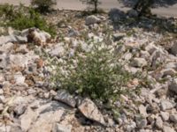 Salvia officinalis Sveti Jure, Biokovo Nature Park, Tucepi, Croatia 20170802_1525