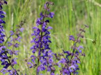 Salvia pratensis Vanningen, Vellinge, Skåne, Sweden 20240525_0027