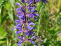 Salvia pratensis Vanningen, Vellinge, Skåne, Sweden 20240525_0028