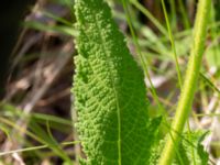 Salvia pratensis Vanningen, Vellinge, Skåne, Sweden 20240525_0029