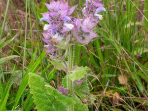 Salvia sclarea - Clary Sage - Muskatellsalvia