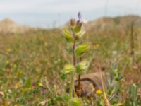 Salvia sclarea Valley 4.4 km NW Dalis Reservoir Tower, Chachuna, Kakheti, Georgia 20180427_3197