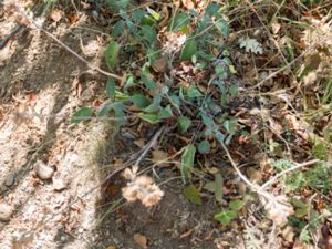 Salvia tomentosa