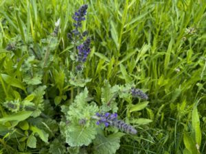 Salvia verbenaca - Wild Clary - Fliksalvia