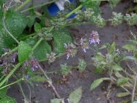 Salvia verticillata Saluhallen, Malmö, Skåne, Sweden 20240722_0001