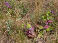 Salvia verticillata Sigridslund, Kristianstad, Skåne, Sweden 20160628_0022