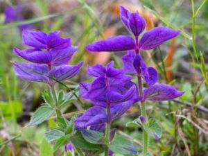 Salvia viridis - Annual Clary - Broksalvia