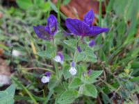 Salvia viridis Holmastigen, Malmö, Skåne, Sweden 20191003_0001