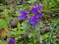 Salvia viridis Holmastigen, Malmö, Skåne, Sweden 20191003_0018