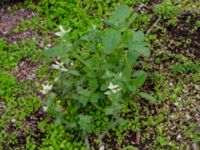 Salvia viridis Holmastigen, Malmö, Skåne, Sweden 20191003_0023
