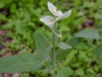 Salvia viridis Holmastigen, Malmö, Skåne, Sweden 20191003_0024