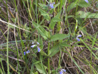 Scutellaria galericulata Svarta hål, Revingefältet, Lund, Skåne, Sweden 20160626_0044