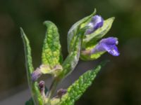 Scutellaria galericulata Vesums mosse, Staffanstorp, Skåne, Sweden 20180803_0020