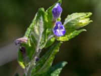 Scutellaria galericulata Vesums mosse, Staffanstorp, Skåne, Sweden 20180803_0021