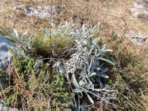 Sideritis catillaris