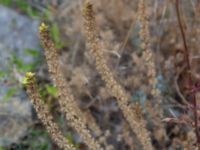 Sideritis montana Sevastopol-Yalta, Crimea, Russia 20150915_0341