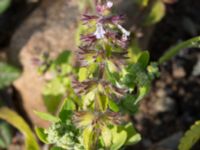 Stachys arvensis Tygelsjö, Malmö, Skåne, Sweden 20170730_0007