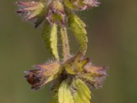 Stachys arvensis Tygelsjö, Malmö, Skåne, Sweden 20170730_0014