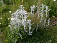 Stachys byzantina Klosterängshöjden, Lund, Skåne, Sweden 20150608_0044