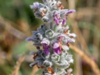 Stachys byzantina Norra hamnen, Malmö, Skåne, Sweden 20210723_0126