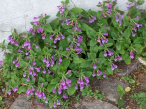 Stachys macrantha - Showy Betony - Praktbetonika