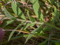 Stachys palustris Rosenhällvägen, Hilleshög, Landskrona, Skåne, Sweden 20160711_0077