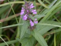 Stachys palustris Vombsjöns ängar, Lund, Skåne, Sweden 20240818_0036