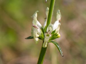 Stachys recta - Stiff Hedgenettle - Styvsyska