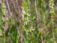 Stachys recta Vanningen, Vellinge, Skåne, Sweden 20230610_0016