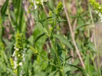 Stachys recta Vanningen, Vellinge, Skåne, Sweden 20230610_0017