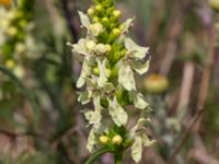 Stachys recta Vanningen, Vellinge, Skåne, Sweden 20230610_0032