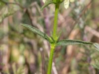 Stachys recta Vanningen, Vellinge, Skåne, Sweden 20230610_0033