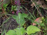 Stachys sylvatica Dalby söderskog, Lund, Skåne, Sweden 20150727_0074