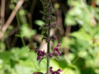 Stachys sylvatica Ensligheten, Ystad, Skåne, Sweden 20170620_0086