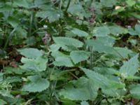 Stachys sylvatica Häckeberga hed, Lund, Skåne, Sweden 20150727_0085