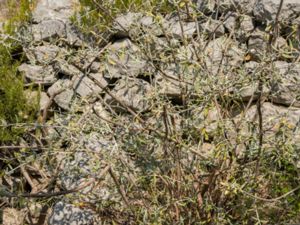 Teucrium fruticans - Tree Germander