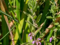 Teucrium scordium Kolböra mosse, Staffanstorp, Skåne, Sweden 20190721_0011