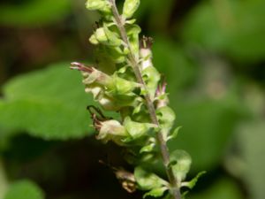 Teucrium scorodonia - Woodland Germander - Lundgamander