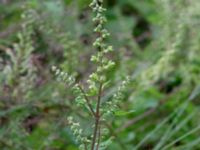 Teucrium scorodonia Bua vattentorn, Varberg, Halland, Sweden 20190716_0217