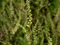 Teucrium scorodonia Bua vattentorn, Varberg, Halland, Sweden 20190716_0229