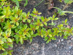 Thymus longicaulis - Mediterranean Creeping Thyme - Kaskadtimjan