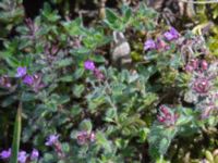 Thymus pseudolanuginosus Sireköpinge, Svalöv, Skåne, Sweden 20160713_0022