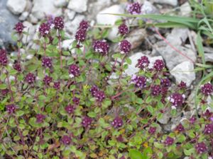 Thymus serpyllum - Breckland Thyme - Backtimjan